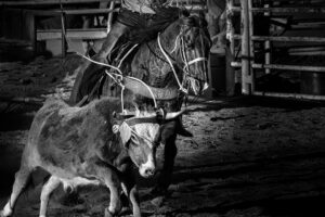 Event organisers’ duty of care where there is obvious risk of injury