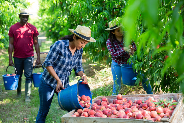 Seasonal workers engaged in fruit picking entitled to minimum rate of pay